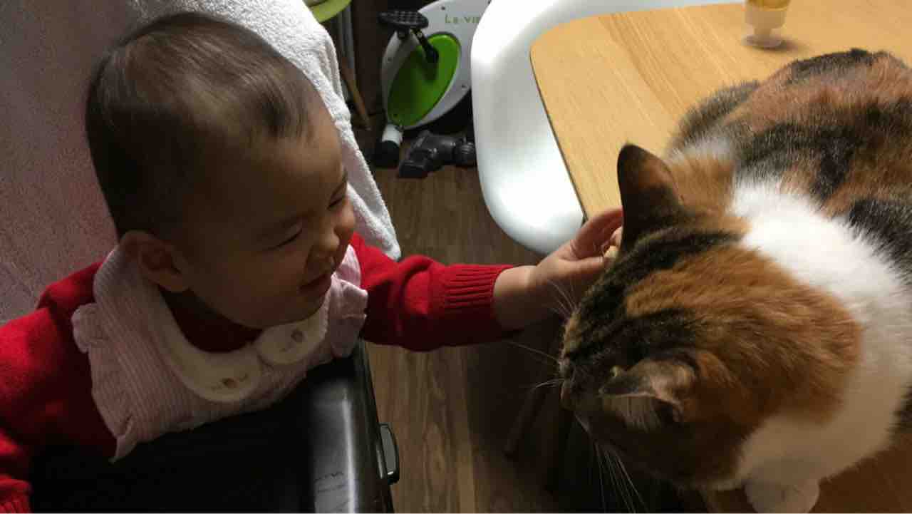 赤ちゃん と 猫 みにみゅう 猫の飼い主さん募集中