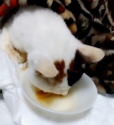Screenshot_20250413_235920_LINE