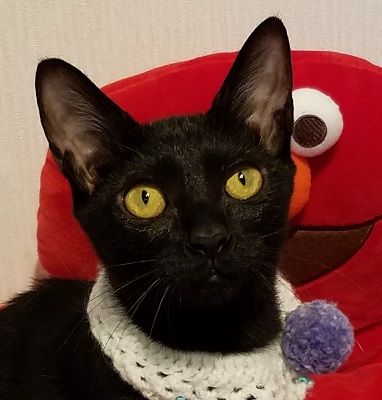 ぐら_1