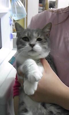ポン