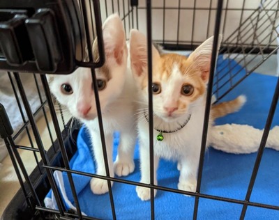 1636194470435