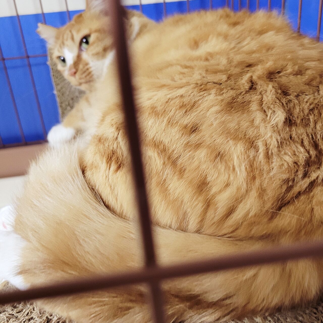 猫がお尻を向けるのは みにみゅう 猫の飼い主さん募集中