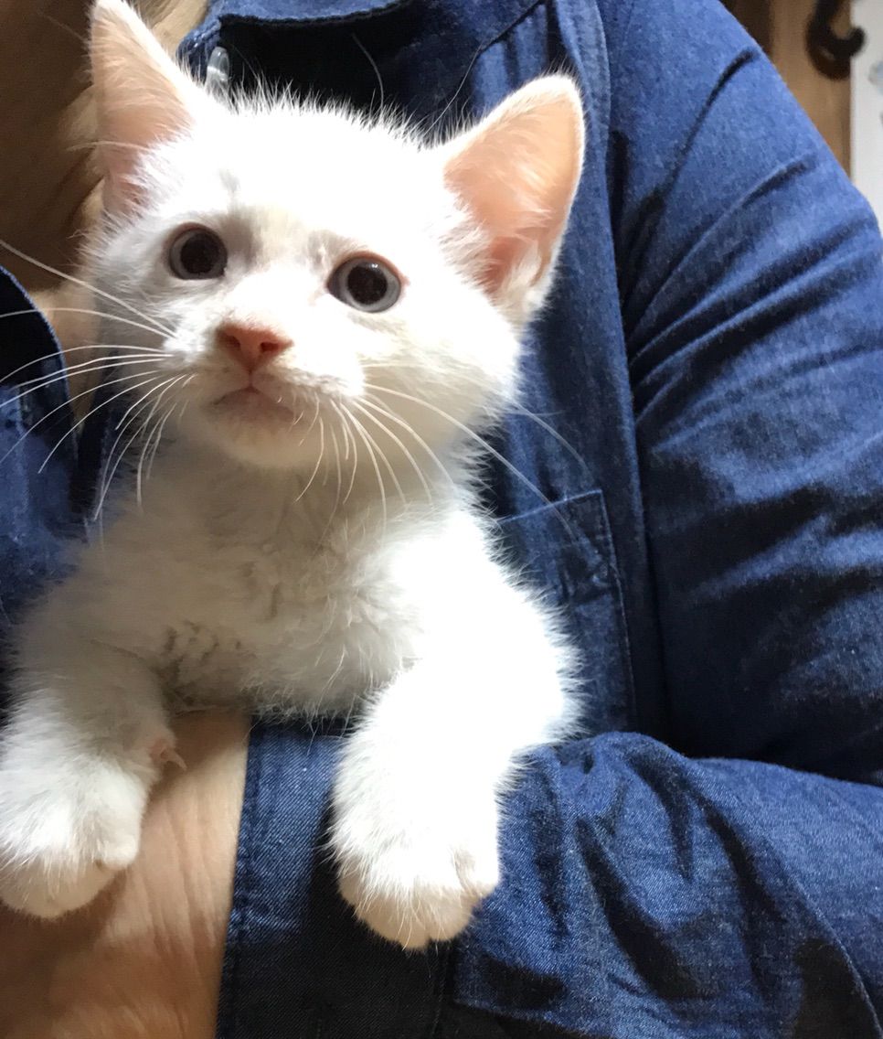 里親募集中の猫たち みにみゅう 猫の飼い主さん募集中