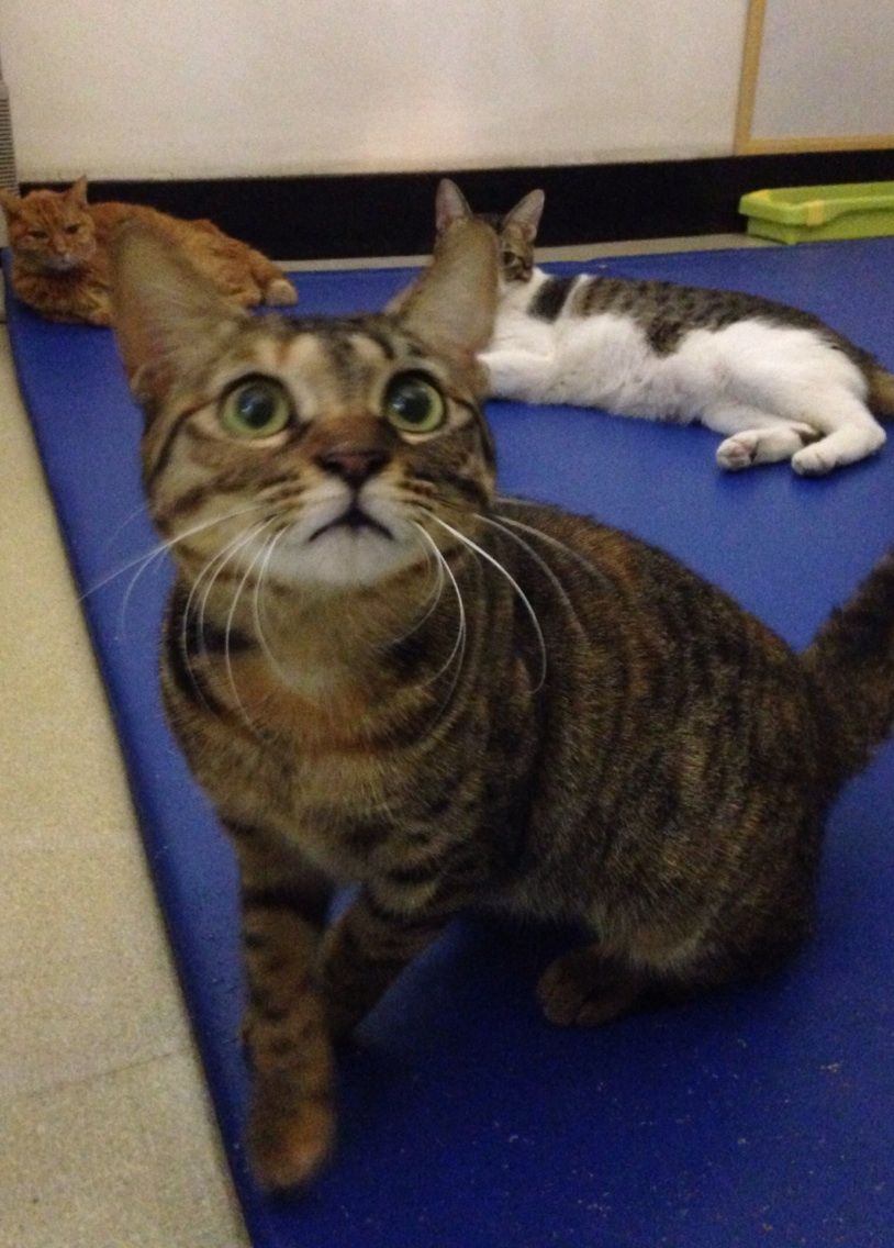 里親募集中の猫達 : みにみゅう 猫の飼い主さん募集中