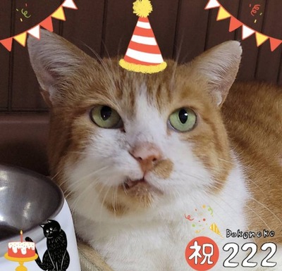 Screenshot_20220222-114349_Dokonoko