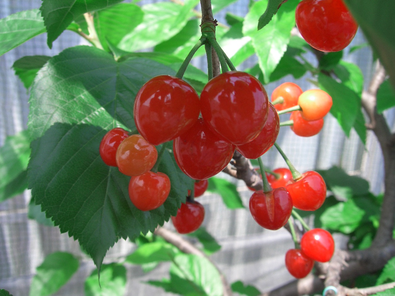 ２００９年暖地桜桃です 1919の果樹園