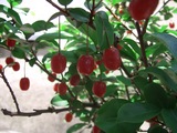 2009.06.07グミ02