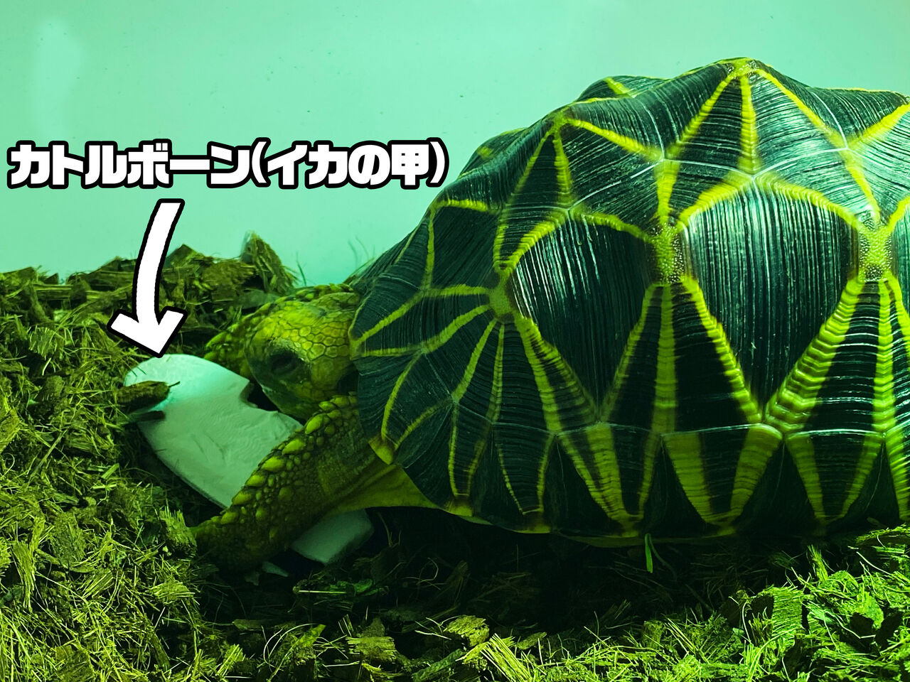 日記帳 ペット ミニロボ通信