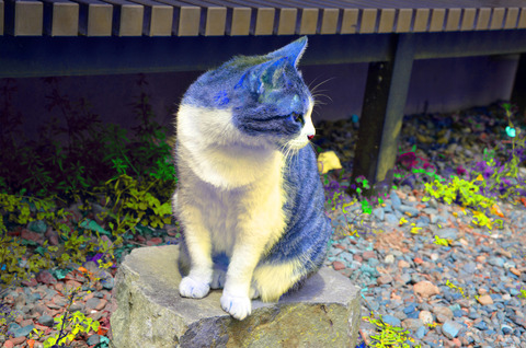 どら