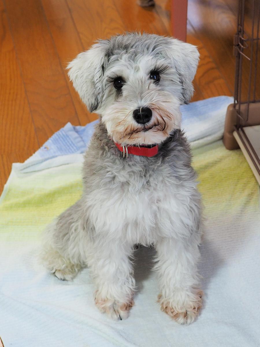 ミニシュナ美容院へ行く 秋田の平凡な日々