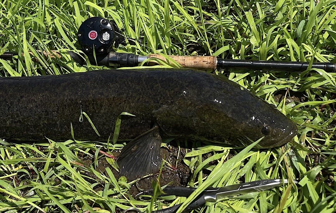 全都道府県雷魚釣獲計画 岩手 宮城 岩手編 Minisukeの日々 全都道府県雷魚釣獲計画 岩手 宮城 岩手編 Minisukeの日々