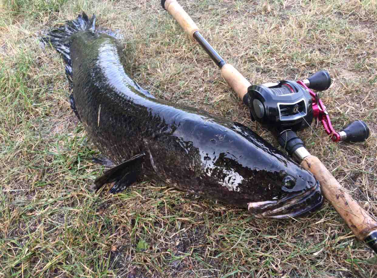 日本最北域の雷魚 Minisukeの日々