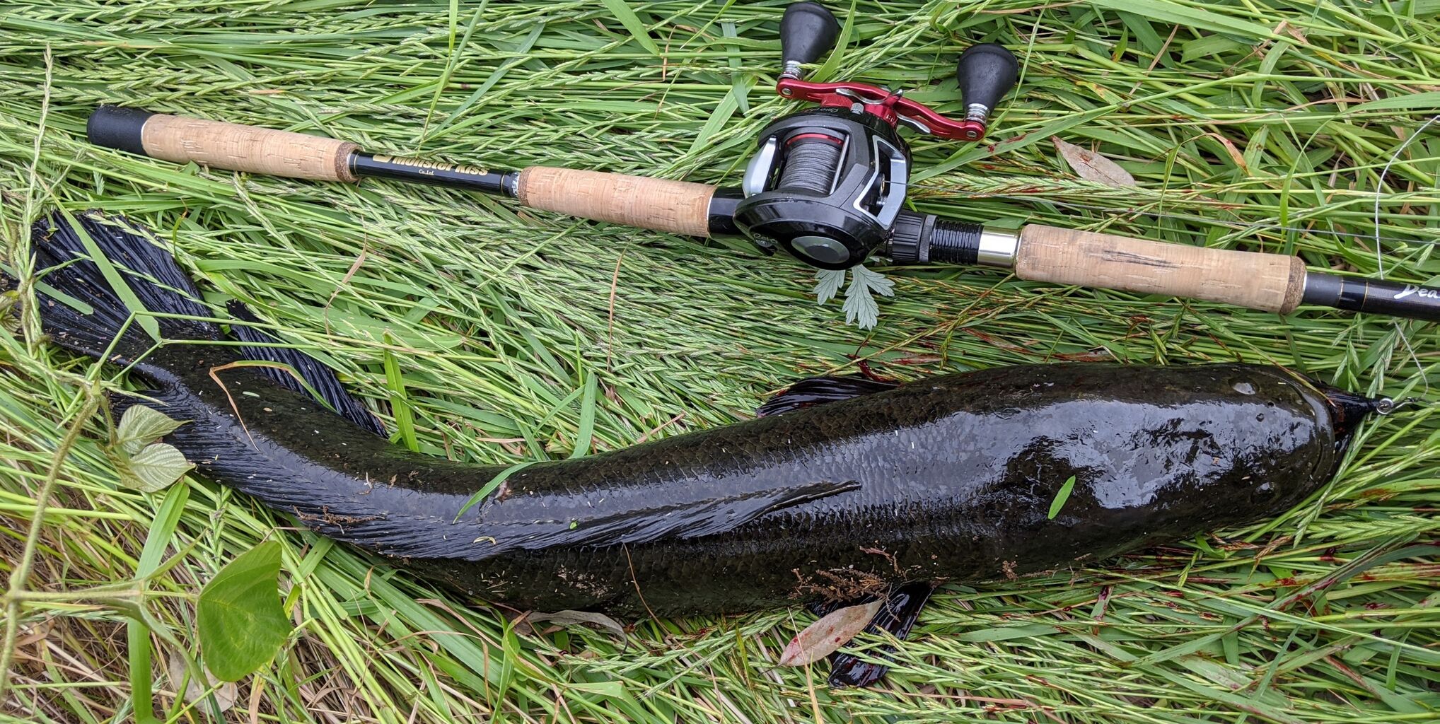 全都道府県雷魚釣獲計画 山梨 0525 Minisukeの日々