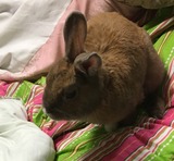 ベッドの上のちゃぴちゃん