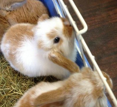 月に帰ったうさぎたち に投稿しました リビングの住人たち