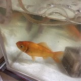 親金魚