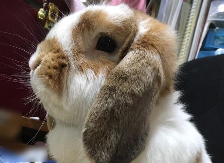 月に帰ったうさぎたち に投稿しました リビングの住人たち