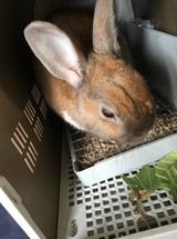 バスケットの中のチャッピー