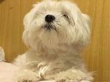 ちゃっぴ