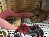 おきにいり