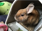 バスケットの中のチャッピー2