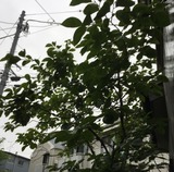 20190704柿の木