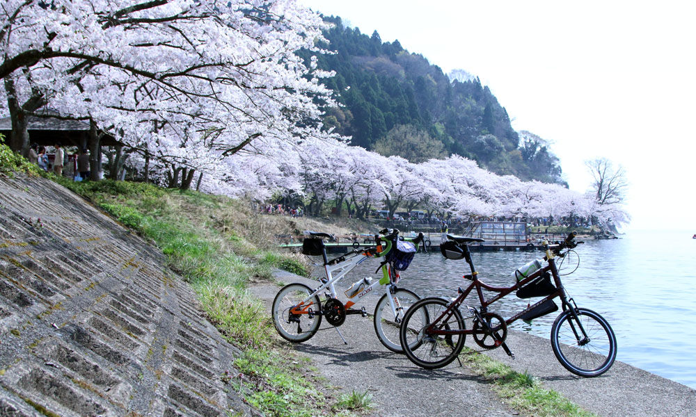 琵琶湖一周 210km 桜ロード／お花見ライドの参考に : ミニベロで時速
