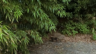 淡路島牧場ねこ