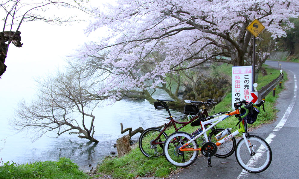 琵琶湖一周 210km 桜ロード／お花見ライドの参考に : ミニベロで時速