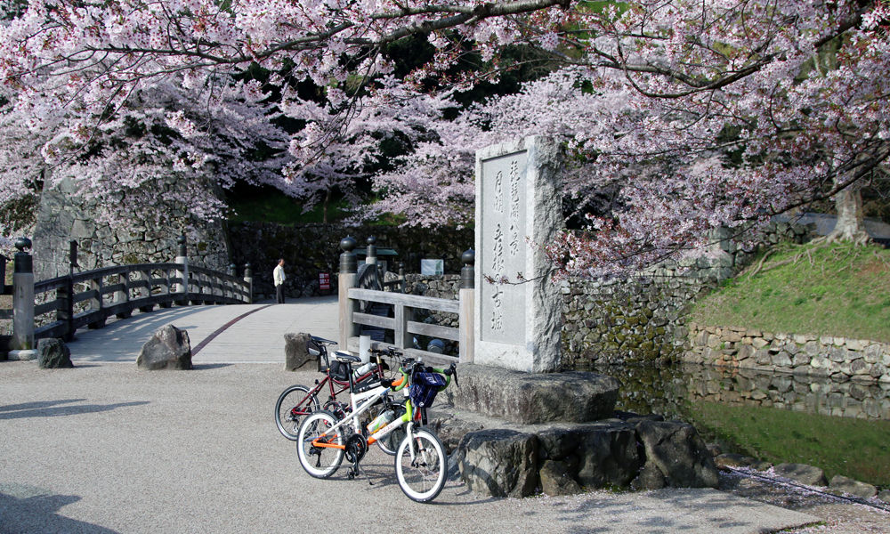 琵琶湖一周 210km 桜ロード／お花見ライドの参考に : ミニベロで時速