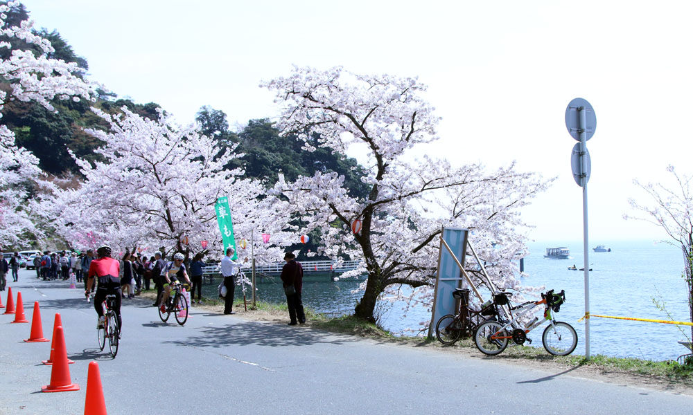 琵琶湖一周 210km 桜ロード／お花見ライドの参考に : ミニベロで時速