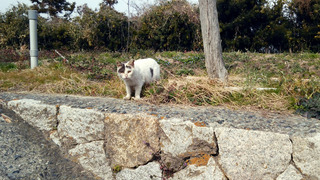 猫との遭遇