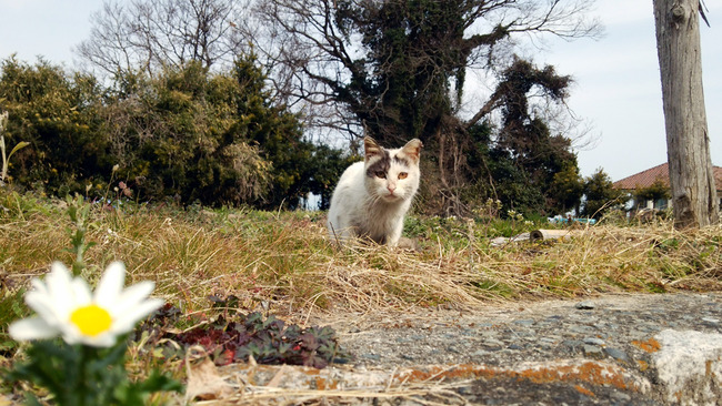 猫と花