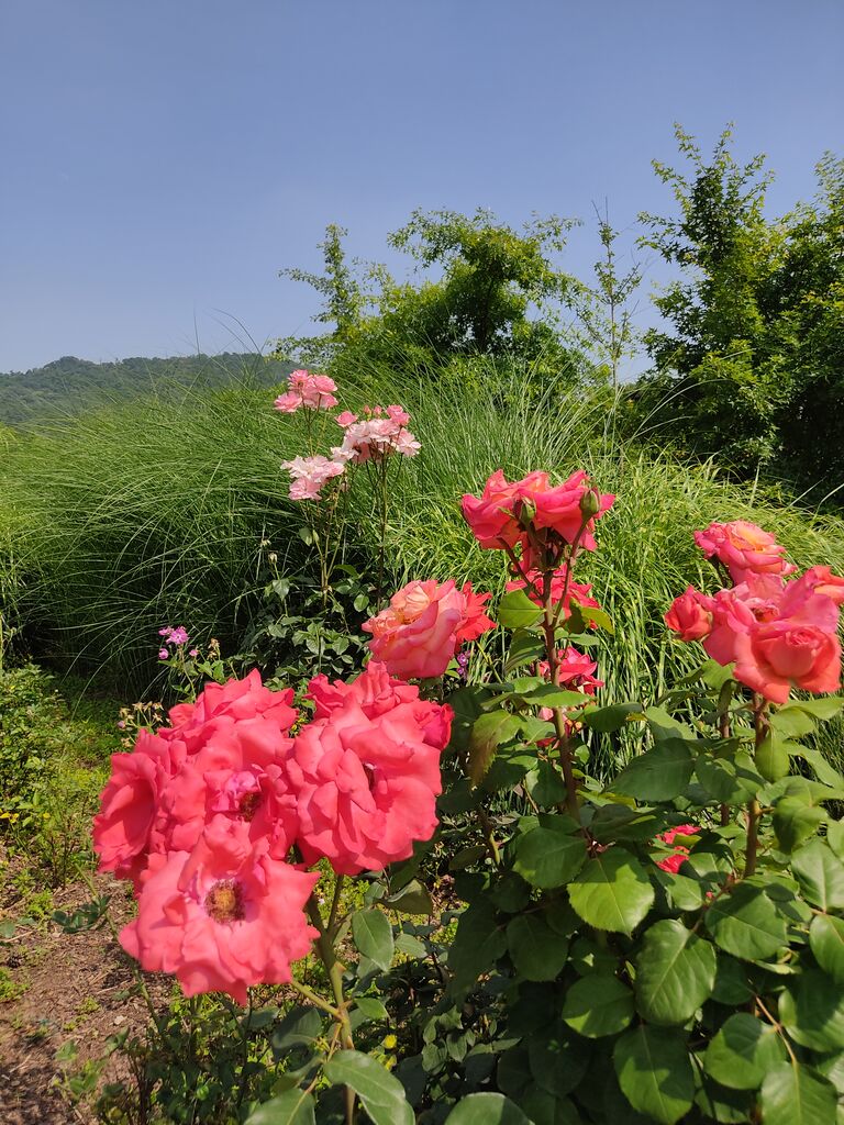 韓国 公園でバラ観賞 韓国と私