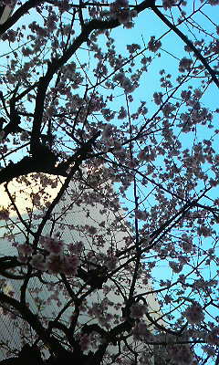 sakura