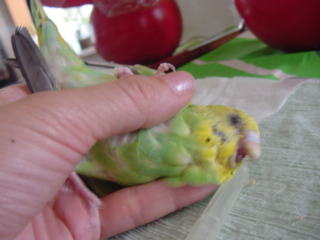 虐待ではありません 手乗りインコの日記