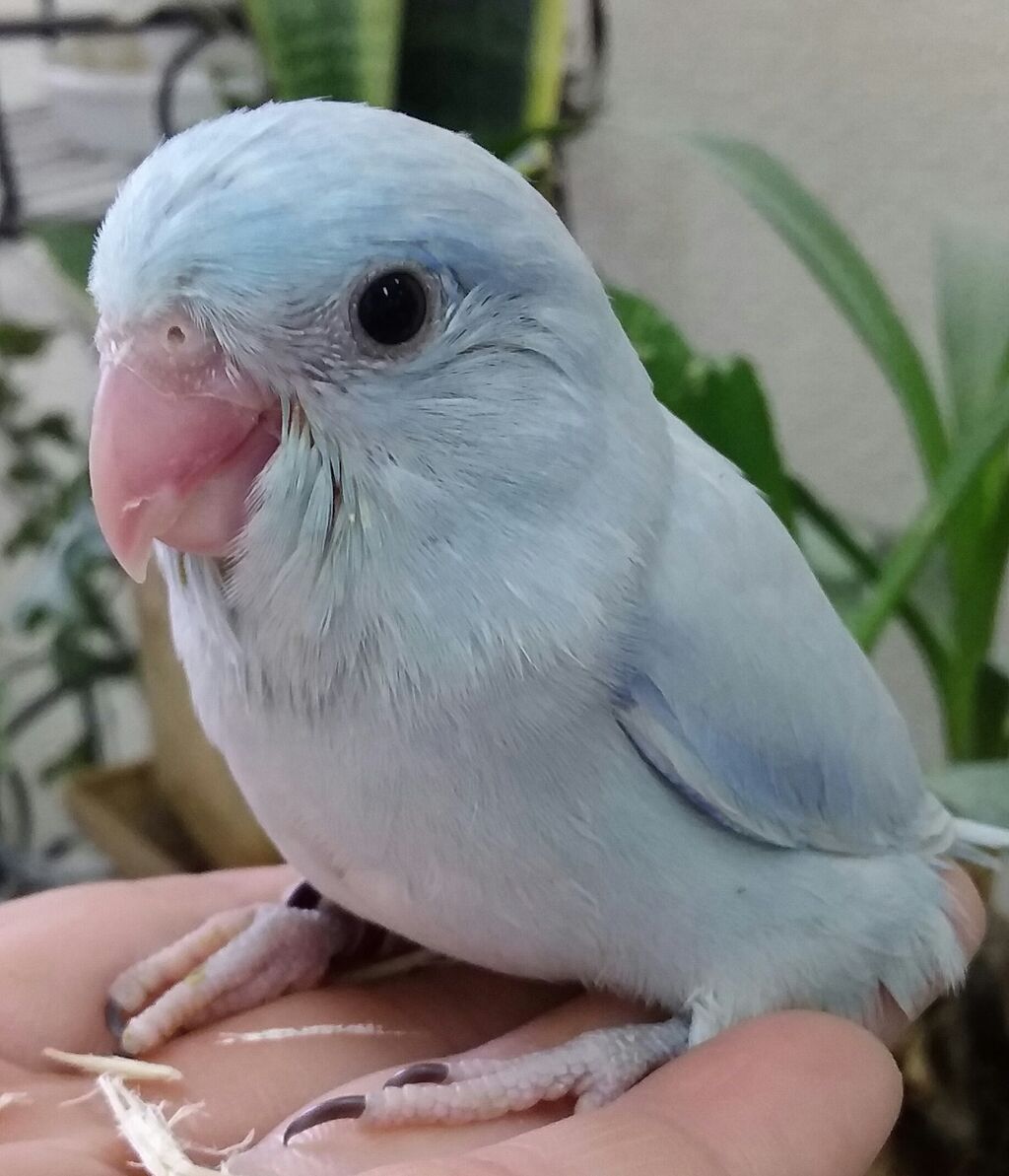 マメルリハ アメリカンホワイトダイリュートブルー 小鳥屋さん Birdhousemic バードハウスミック