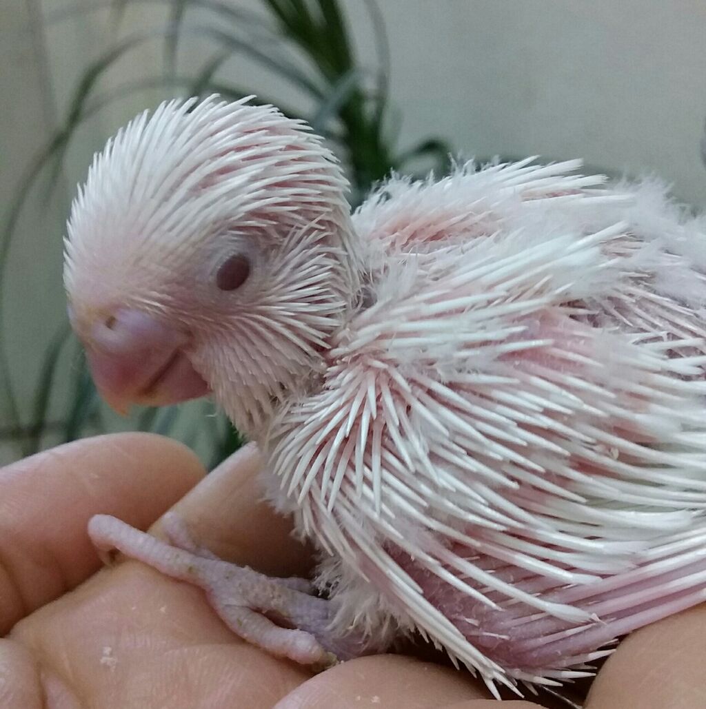 ジャンボセキセイインコ 小鳥屋さん Birdhousemic バードハウスミック