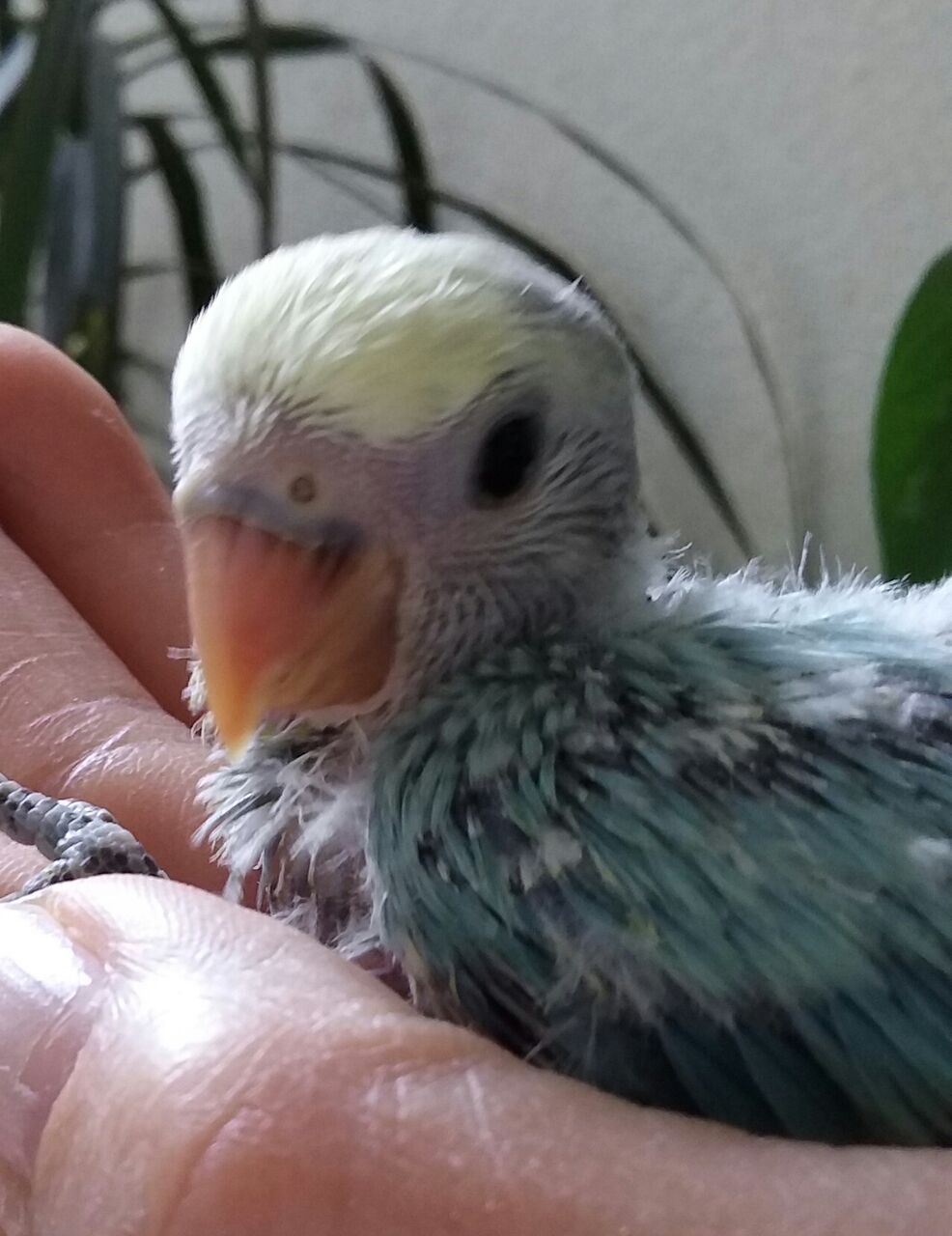 オカメインコ 小鳥屋さん Birdhousemic バードハウスミック オカメインコ 小鳥屋さん Birdhousemic バードハウスミック