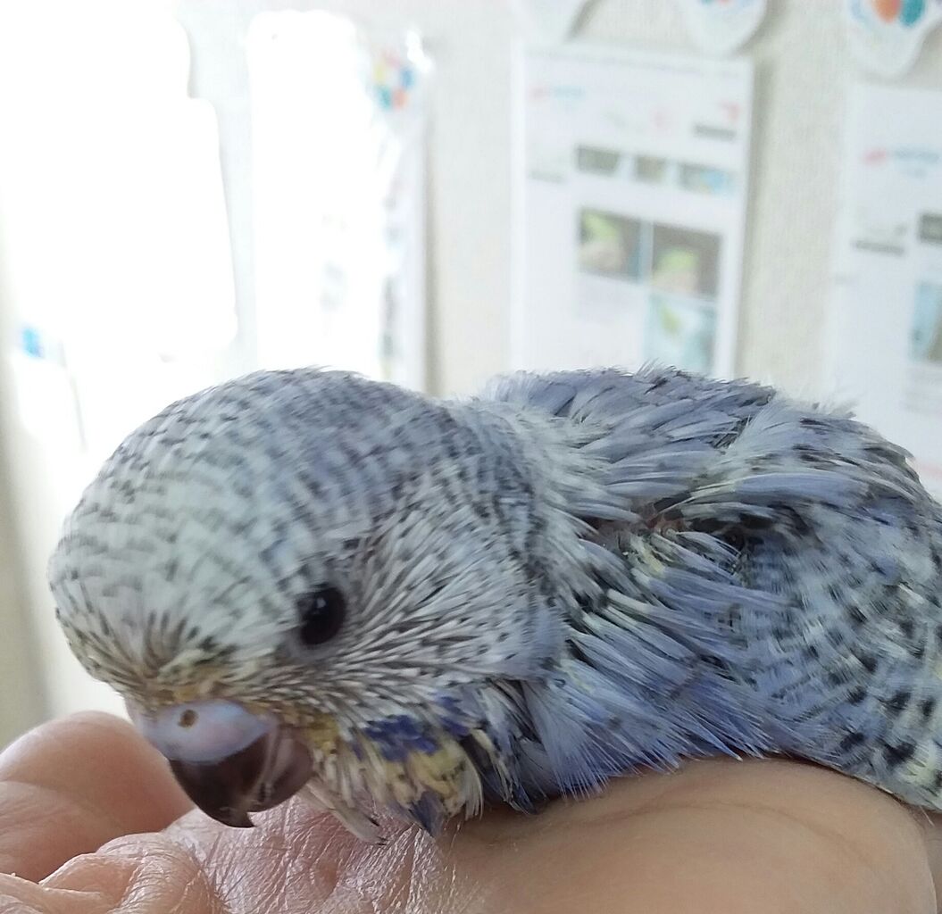 ジャンボセキセイインコ 小鳥屋さん Birdhousemic バードハウスミック ジャンボセキセイインコ 小鳥屋さん Birdhousemic バードハウスミック
