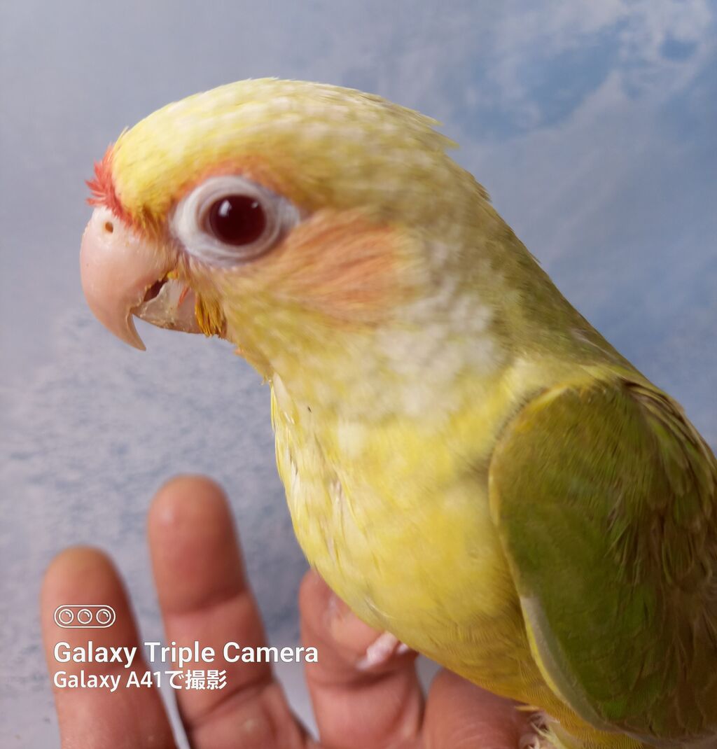 神秘的 ぶどう目のウロコインコちゃん : 小鳥屋さん BIRDHOUSEMIC