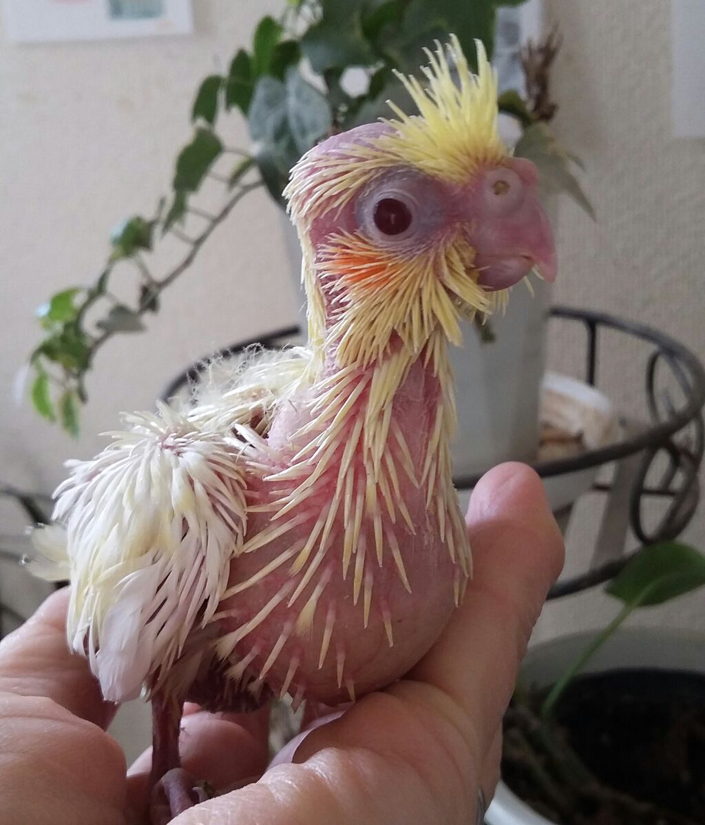 オカメインコのひなちゃん 小鳥屋さん Birdhousemic バードハウスミック オカメインコのひなちゃん 小鳥屋さん Birdhousemic バードハウスミック
