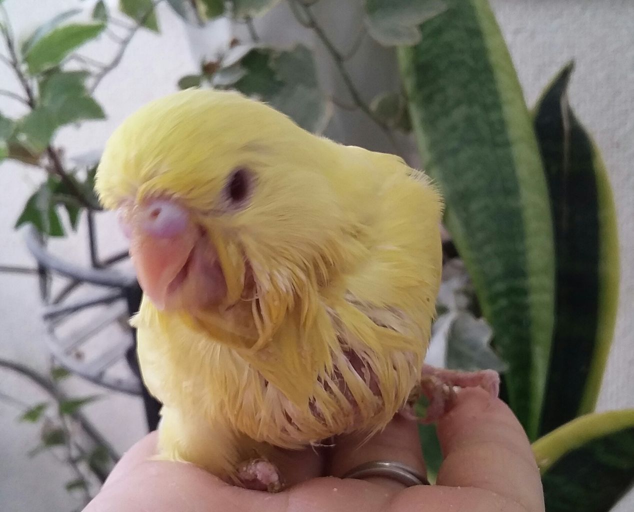 マンネス系ジャンボセキセイインコのご紹介 小鳥屋さん Birdhousemic バードハウスミック