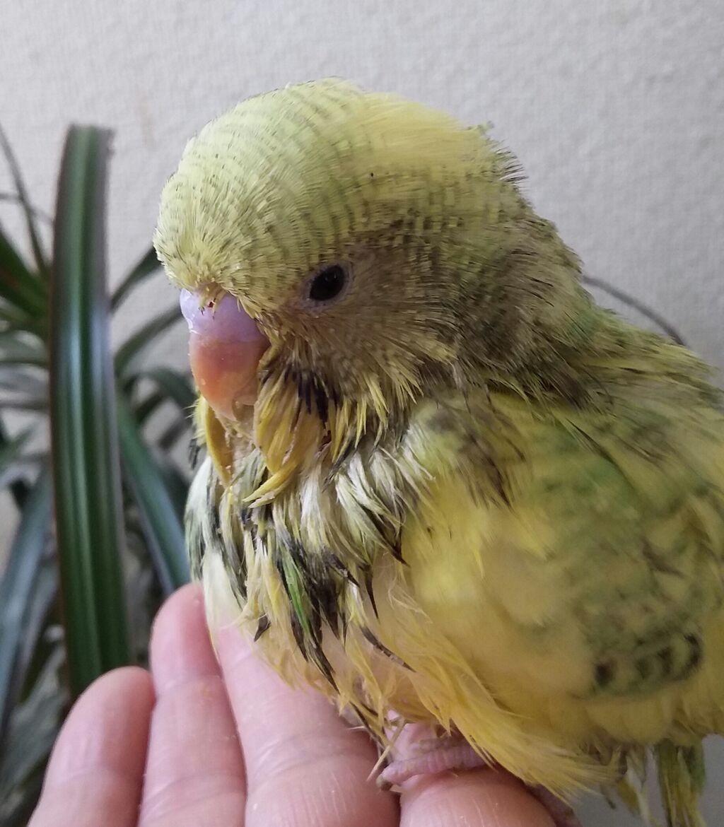 長崎県 小鳥屋さん Birdhousemic バードハウスミック 長崎県 小鳥屋さん Birdhousemic バードハウスミック