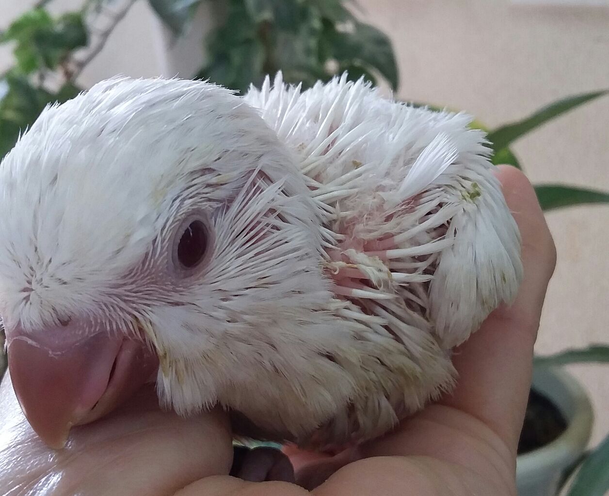 翁インコ アルビノ が 生まれました 小鳥屋さん Birdhousemic バードハウスミック 翁インコ アルビノ が 生まれました 小鳥屋さん Birdhousemic バードハウスミック