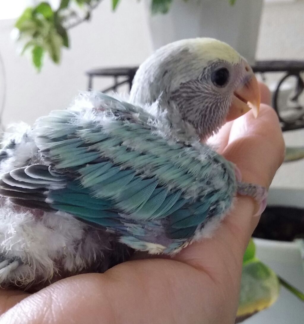 オカメインコ 小鳥屋さん Birdhousemic バードハウスミック オカメインコ 小鳥屋さん Birdhousemic バードハウスミック