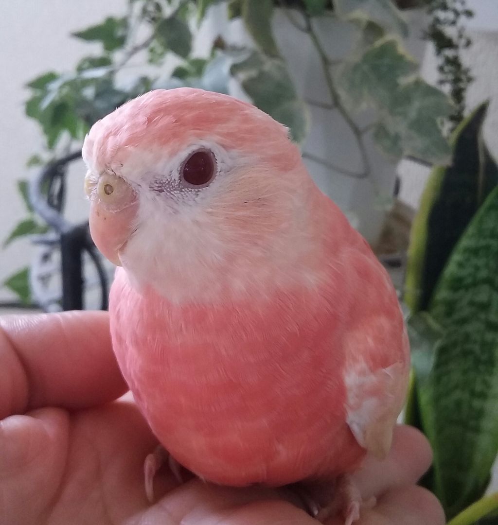 アキクサインコのルビノー 小鳥屋さん Birdhousemic バードハウスミック