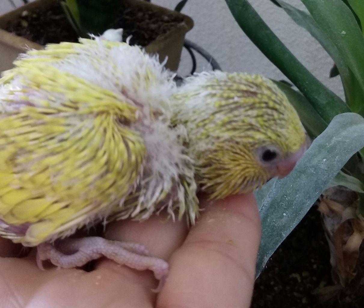 マンネス系 ジャンボセキセイインコの成長 小鳥屋さん Birdhousemic バードハウスミック