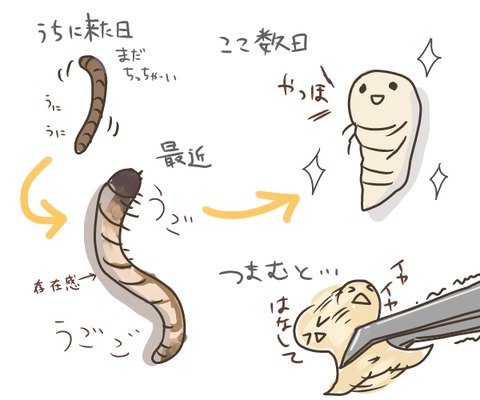 みるわーむ