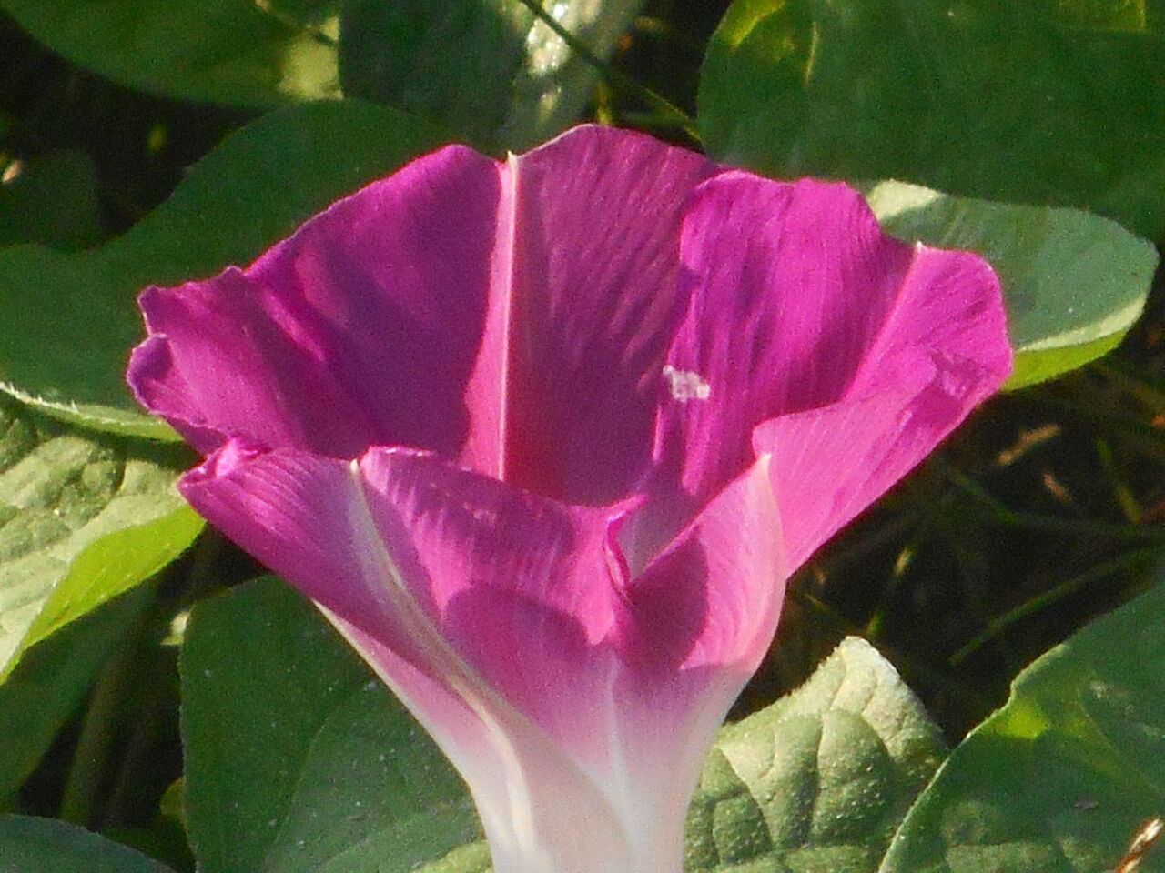 たのしい 社会人硬式テニスサークルが くる 仙台社会人硬式テニスリンク集 初級 中級編 のblog